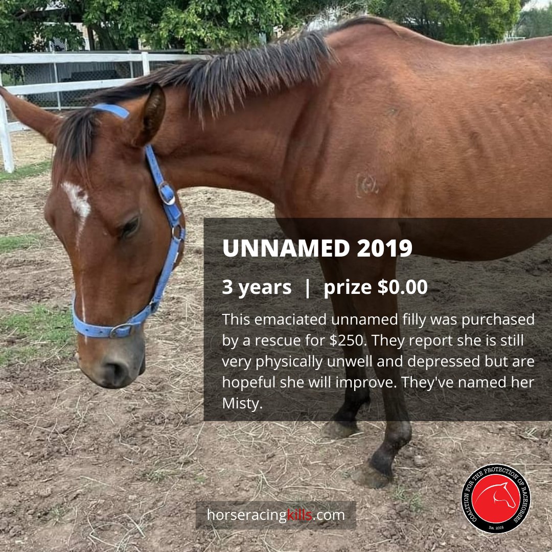hrseracingkills's tweet photo. Another grotesque sale of the horses racing "loves so much."
14 thoroughbreds at the Laidley sales.
It was not the multi-billion dollar racing industry coming to their rescue. No, it was sanctuaries, reliant on donations. 
More
https://t.co/13p3Wys0uQ #horseracingkills #nhtr https://t.co/ptQ6U8x2r3