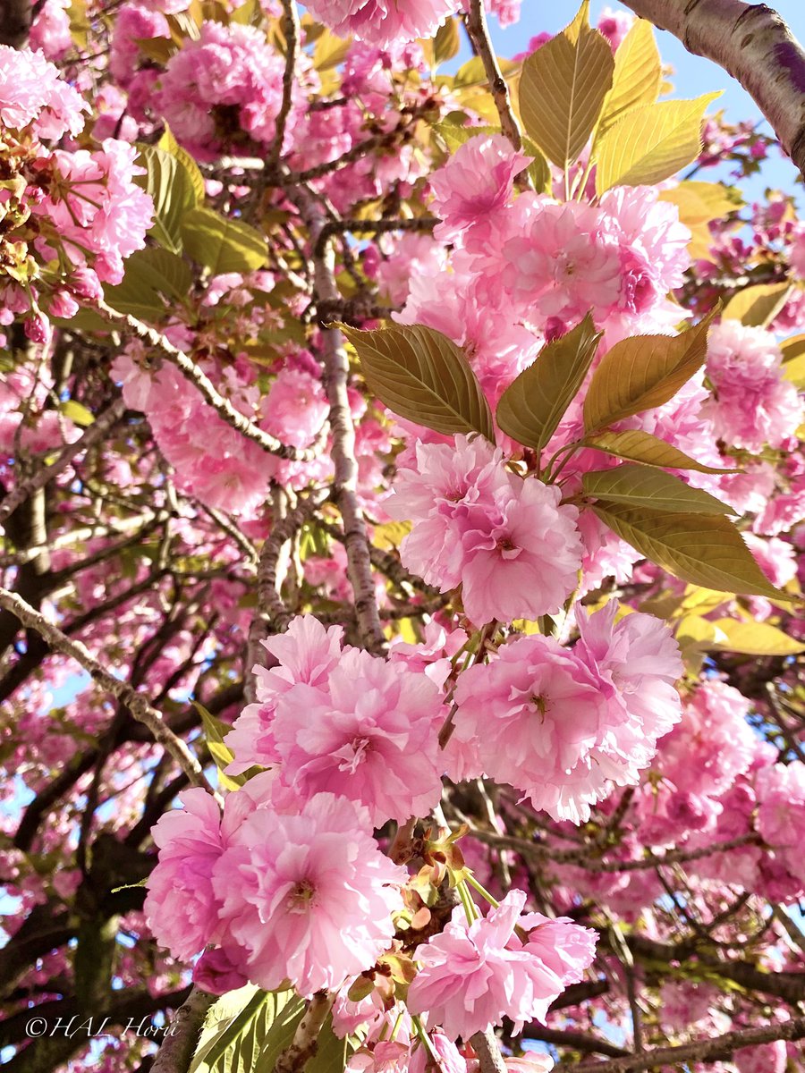HAL_Horii's tweet photo. 八重桜🌸🌳
#nature #flower 
#NaturePhotograhpy https://t.co/ZM4WFlMa74