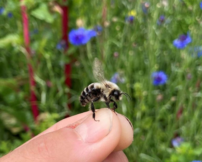 CBR_UBC's tweet photo. With the support of a CBR @CBR_UBC Transition Grant, Dr. Alison McAfee @ali_mcafee #FosterLab (@lenjf) @CBR_UBC @ubcmsl @UBCbiochemistry is investigating how different types of bees withstand hot temperatures. https://t.co/vMV2Oqn4Cx https://t.co/0yV4WzKbHw