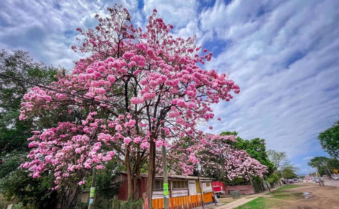 AntenaSanLuis's tweet photo. #SLP │ #SanLuis se torna #rosa; FOTOS muestran #belleza de la #Huasteca gracias al #PalodeRosa  

Este #árbolnativo de México no sólo embellece a la #HuastecaPotosina, sino que también tiene #propiedadescurativas -> https://t.co/u04KAb7oso https://t.co/ZDeQvhIrIa
