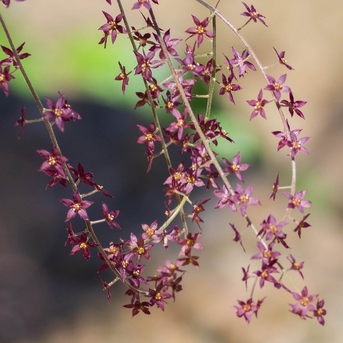 Yellowroot with its pretty panicle of dainty plum colored stars...
#ranunculaceae
#WildFlowerHourNYC