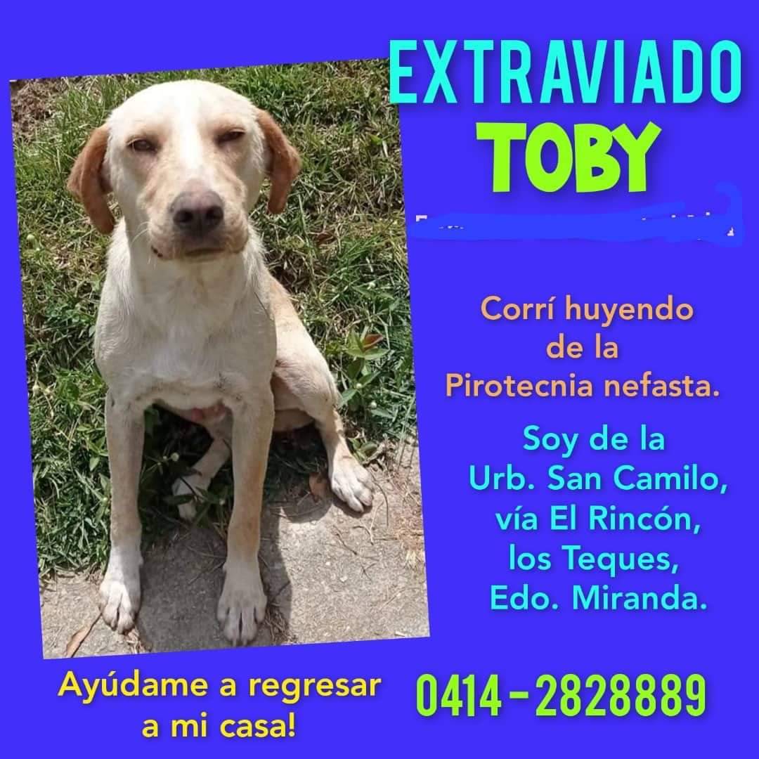 PerroUsuario's tweet photo. Su familia busca a Toby,  Los Teques https://t.co/bubwZUZdbb