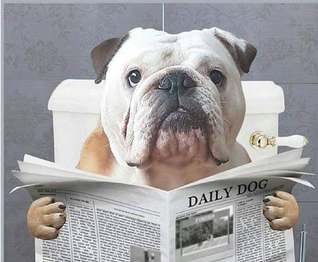 😈😈😈….

🥎🥎DAWGS defeat Assumption 7-3.

⚾️⚾️DAWGS defeat St X 6-3.

Great work Coach Murphy🥎 &amp; Coach Pass⚾️ and all our DAWGS, on the field and in the stands 💪💪

#WeAreJCPS
<a href="/AprilBr1908/">Dr. April Brooks, JCPS Athletic Director</a>