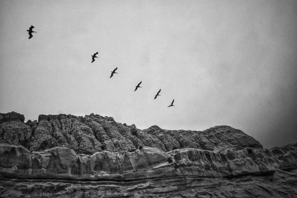 StevenSoblick's tweet photo. Pelicans Fly Over Beach Cliffs #torreypinesnaturereserve #delmar #california #nature #landscape #pelican #beachcliffs #beach #blackandwhite #bnw #bandw https://t.co/E82j4ABjQD https://t.co/z7HcROlrIk