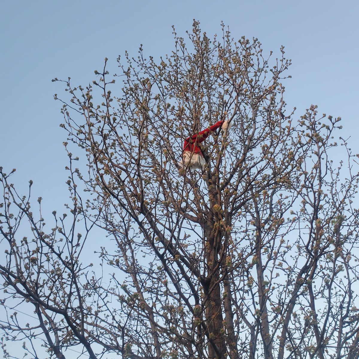 WinnerofWinners's tweet photo. Shit in trees https://t.co/JtNJC13rWj