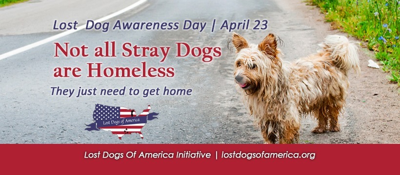 Lost Dogs New York (@lostdogsnewyork) on Twitter photo 