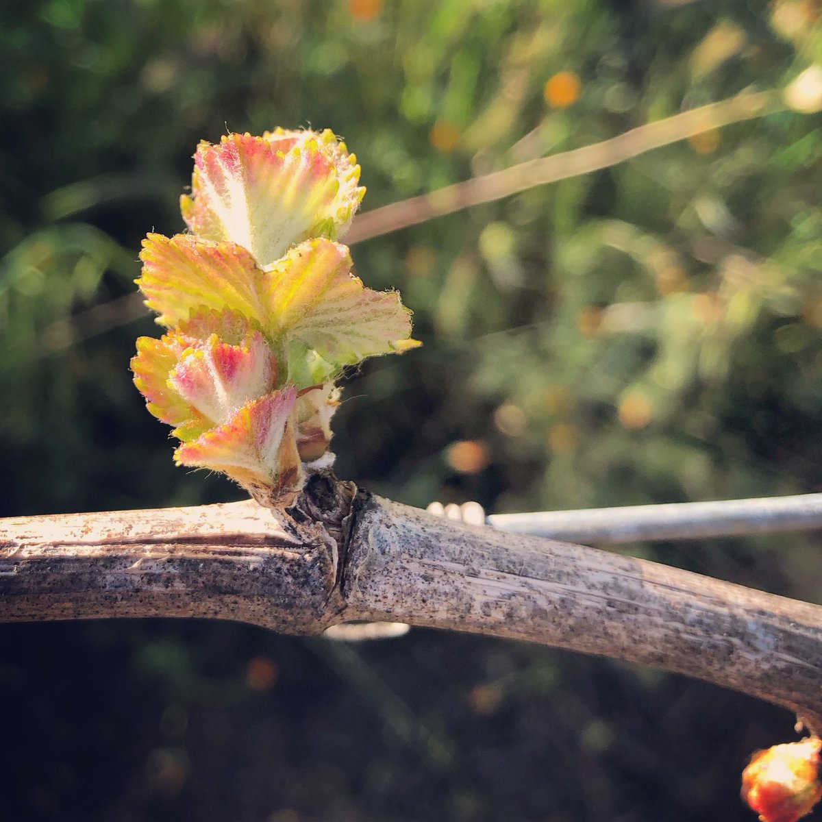 A season full of nature’s delights. 🌱🍇

#westwines #budbreak  #vineyardviews #newgrowth #sauvignionblanc #wineroad #winemaking #drycreekvalley #sonomacounty #sipsonoma #vines #thisishealdsburg #springincalifornia