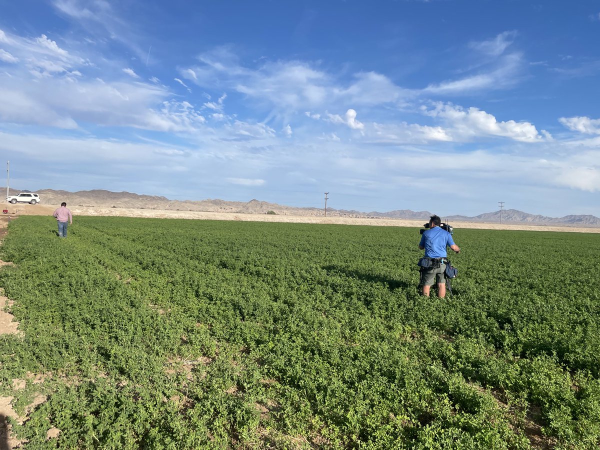 MelissaBlasius's tweet photo. We got out of the newsroom today. That’s photojournalist Pete Scholz up to his knees in alfalfa. I can’t wait for you to see our stories about water in Arizona @abc15 next week. #impactearth #runningdry #azwx https://t.co/O1vXFHH5bO