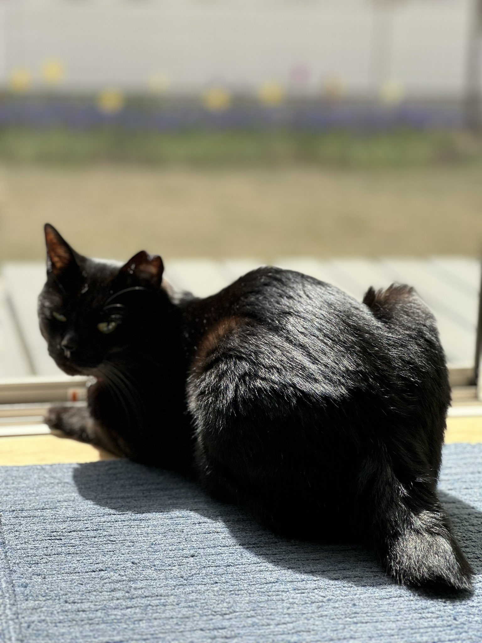 最新作の 国内作家様の可愛い黒猫ゃんテディ5ジョイント アンティーク