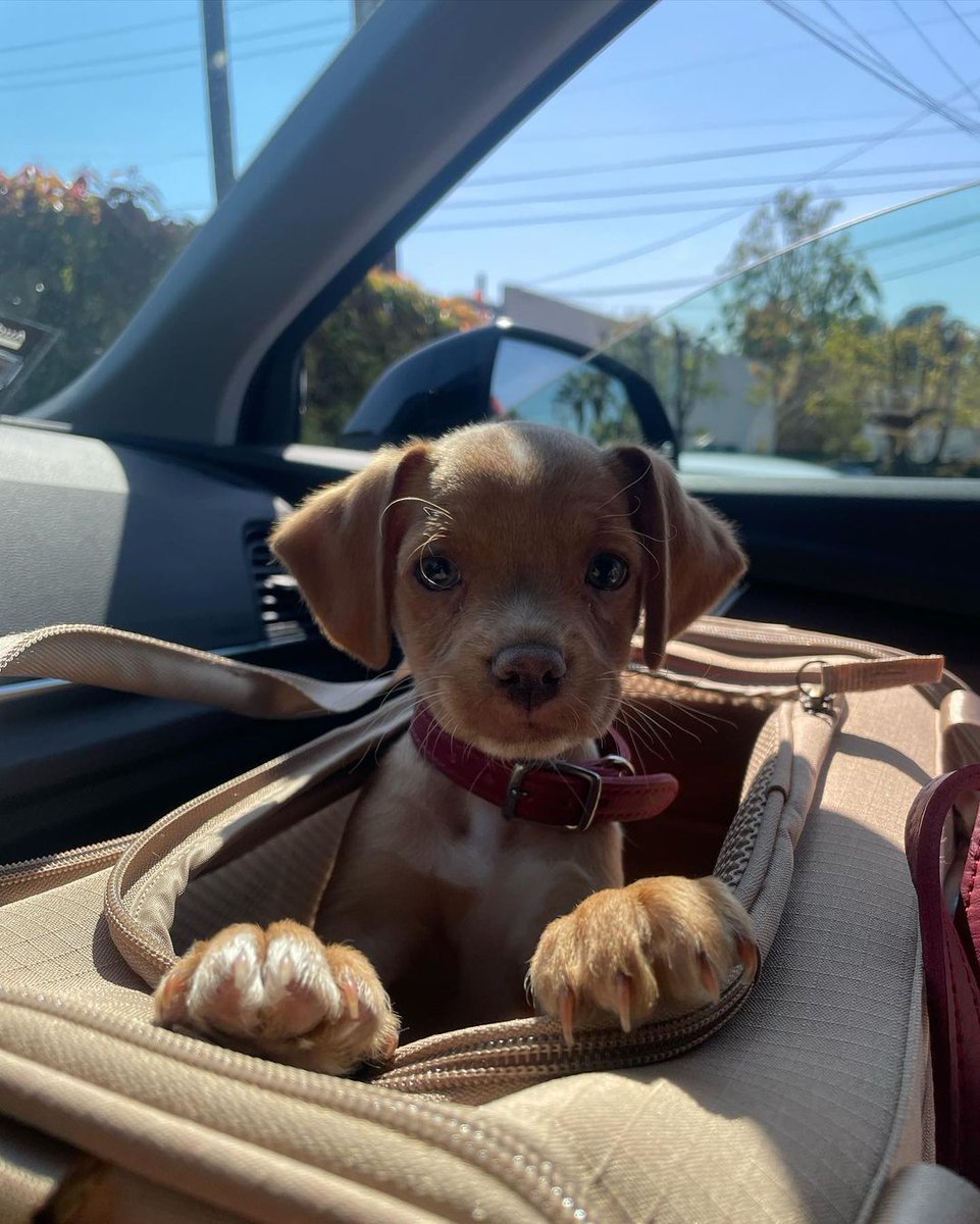 CentralMIsabel's tweet photo. Tortilla agora tem companhia, esse é o Omarion o novo cachorrinho da María 

"Deslize para uma surpresa!!" 

María Isabel via Instagram. https://t.co/CdrZ7lg5iH