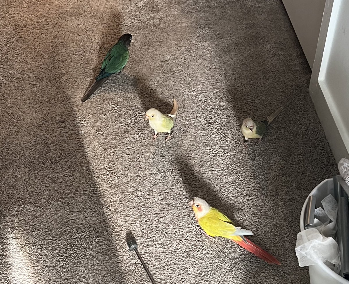 왜 단체로 걷는거야 🙃
날개는 장식이 아니야 얘들아