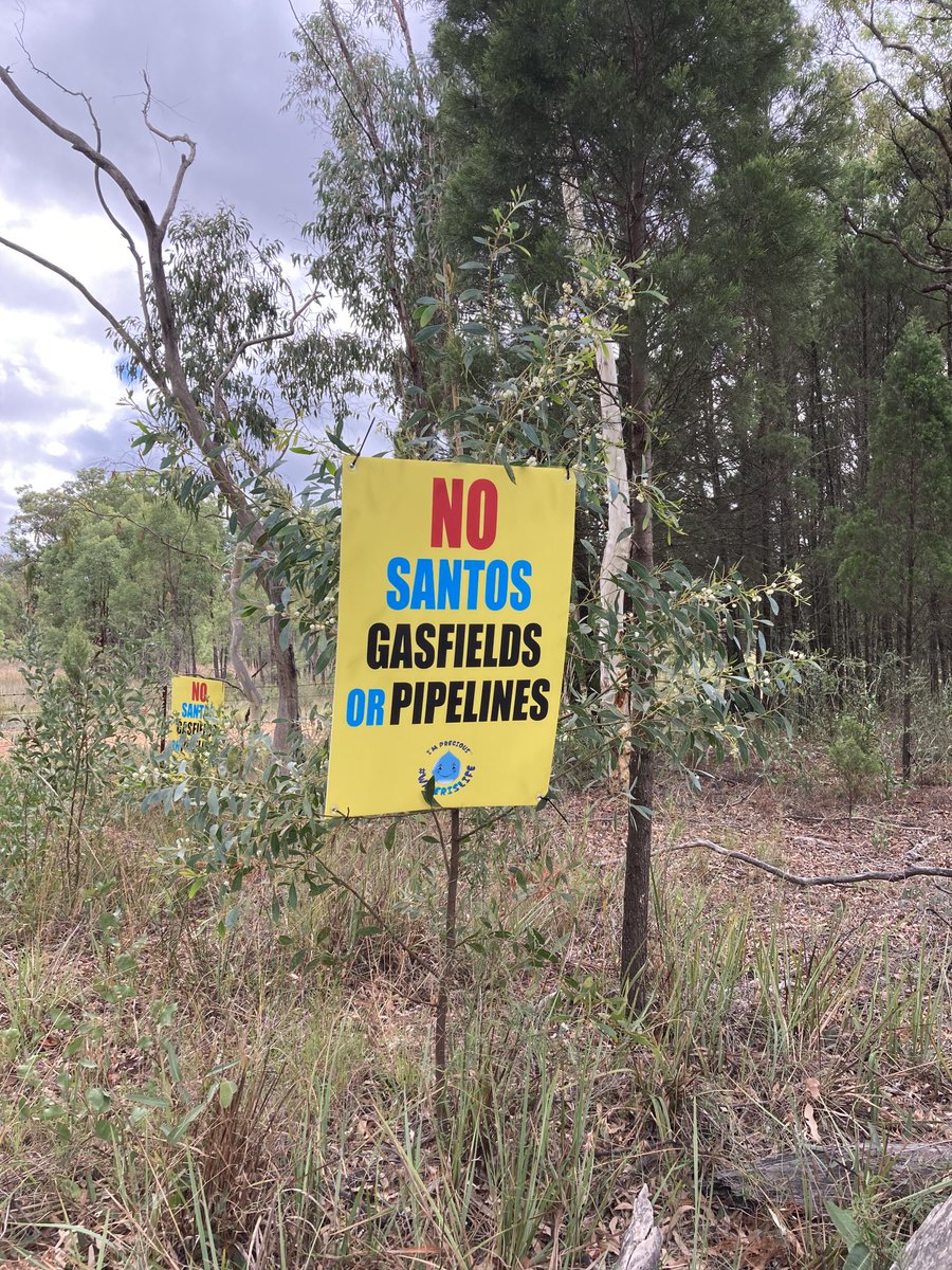 A lovely little wattle tree is supporting our #NoSantosGasfields #NoPipelines sign near our front gate on the Newell Hwy. Hopefully some of the holiday traffic gets the message. Protect the #Pilliga & the #LiverpoolPlains save the recharge of the #GAB #climate #nswpol #auspol