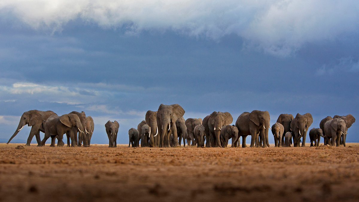 anikasleem's tweet photo. In a 🌎 Full of Giants 🐘🐘🐘🐘
Elephants in Amboseli National Park, Kenya
#FreetheWild
#CaptivityKills
#BeKindtoElephants #TempleElephant #dontbuyaticket #elephantsneverforget #WeAreBetterTogether #EcoTourismNeeded #elephantsdontneedourmoney #NotYourTrophy https://t.co/Pg4BGujwVP