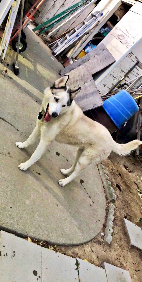 DJAYMEN12's tweet image. I will always cherish the memories I made with you😔  #restinparadise #jacksingh