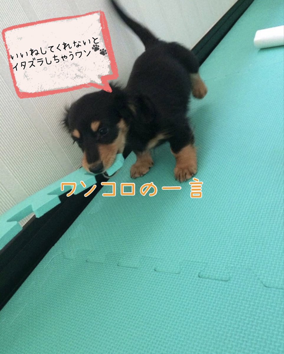 nextplus1114's tweet photo. さいたま市浦和区の駅近徒歩9分の築浅マンション!LDK約15帖!3LDK+WIC♪大切なペットと暮らせるお家☆#築浅マンション #さいたま市 #浦和駅 #中古マンション #食洗機付 #3LDK #LDK14帖以上 #駅徒歩9分 #ペットも喜ぶ #ウォークインクローゼット #パントリー #不動産 #蓮田駅 #住宅ローン #NEXTplus https://t.co/5d3to5wqTW