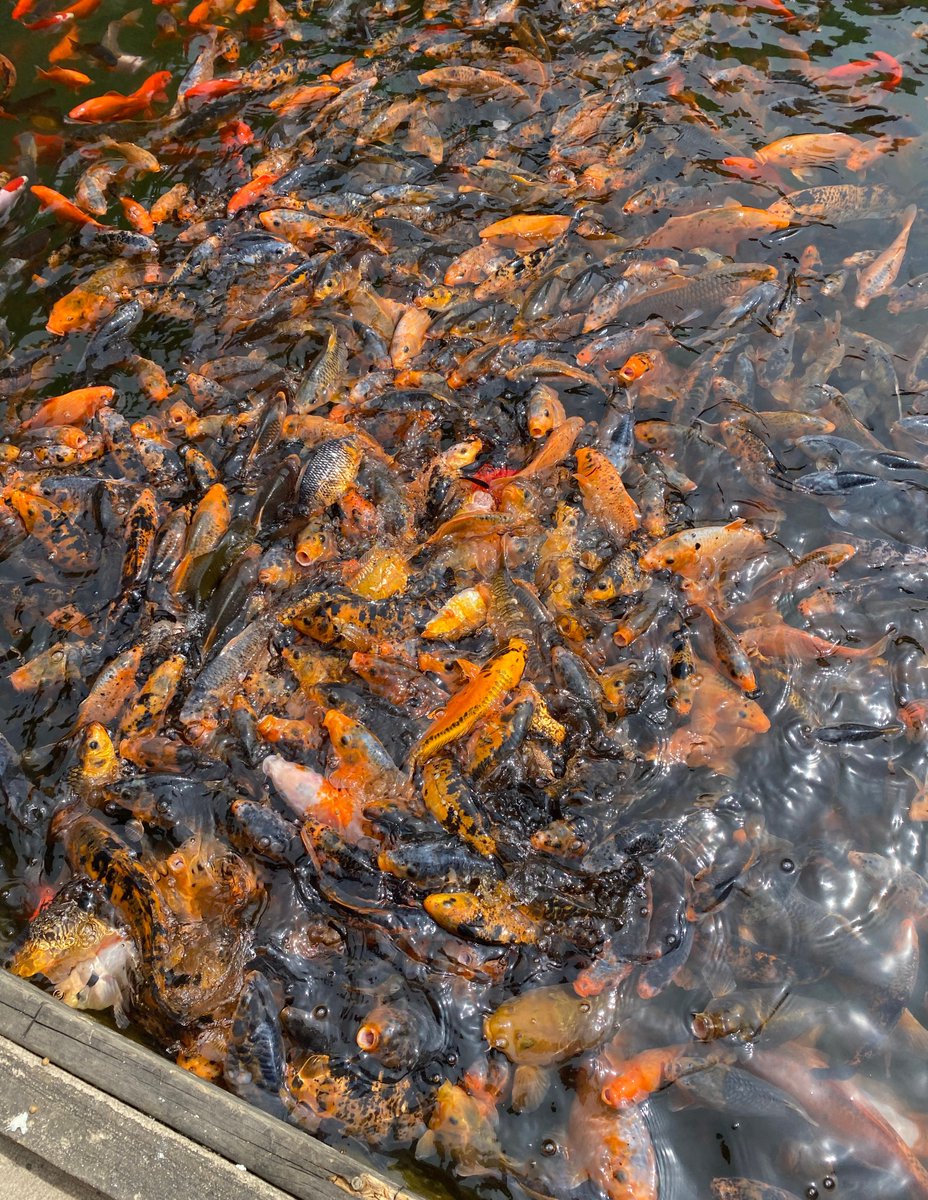 Co Co (@co_coco5) on Twitter photo 