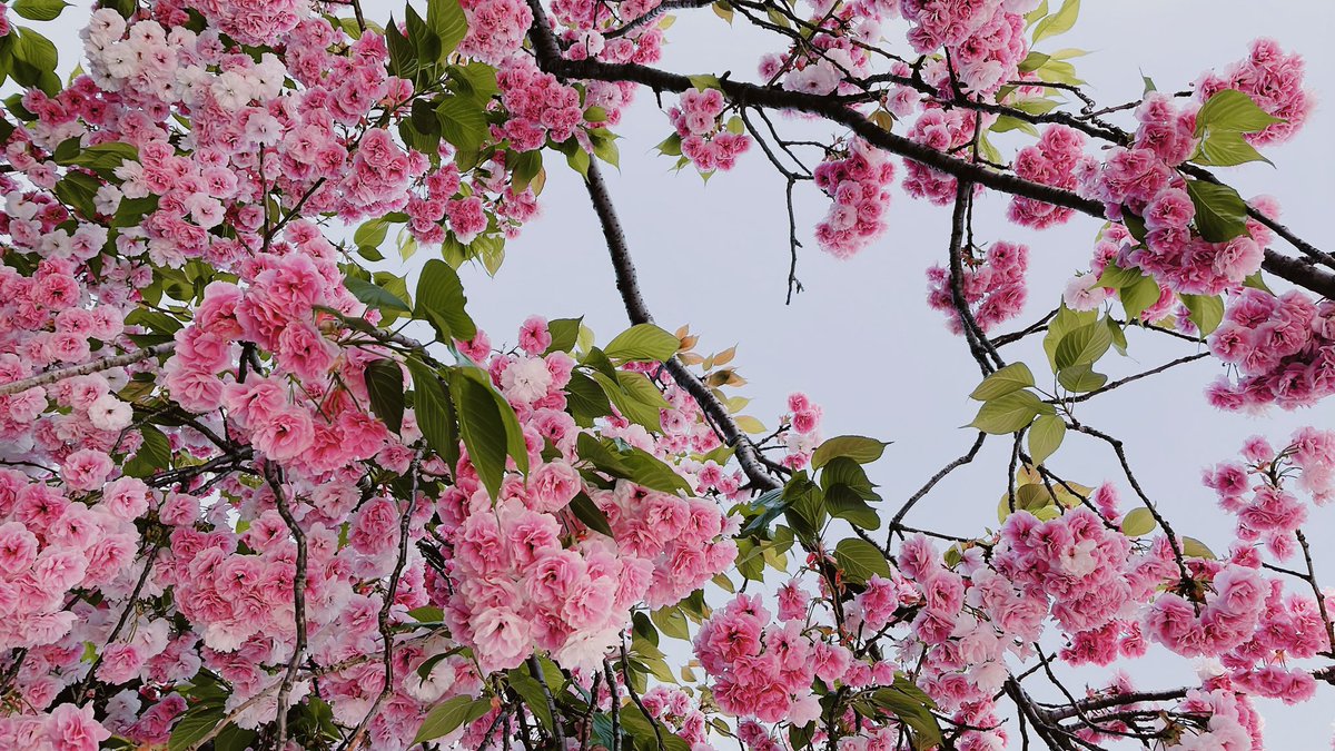 「おはようございます。あなたホントは薔薇だったの?と八重桜さんにデコピンされそうな」|末次由紀のイラスト