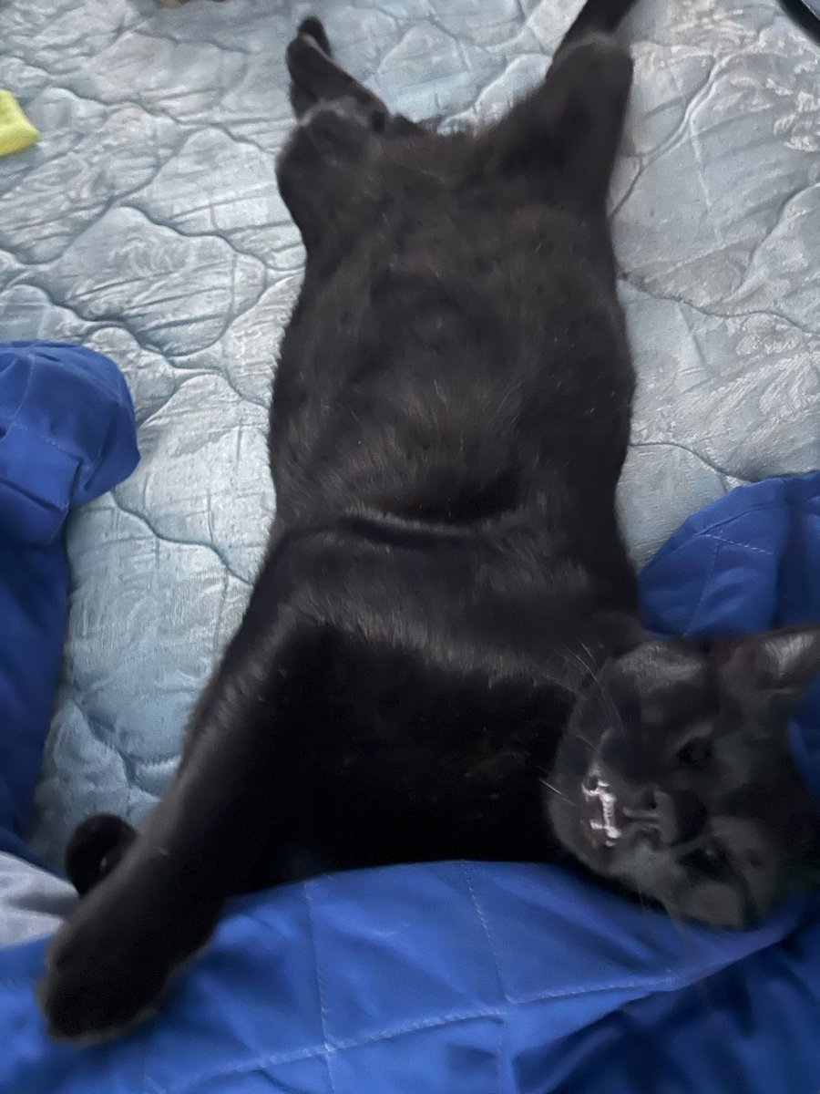 LP_GrahamWrites's tweet photo. @bethanyhensel13 Aww. I have two black cats!  Simba &amp; Kion. Yes, we know it’s weird that they are black cats named after orange lions, but alas, the kids could not resist holding them up and singing Circle of Life when they were young. https://t.co/yUmD1gHtO4