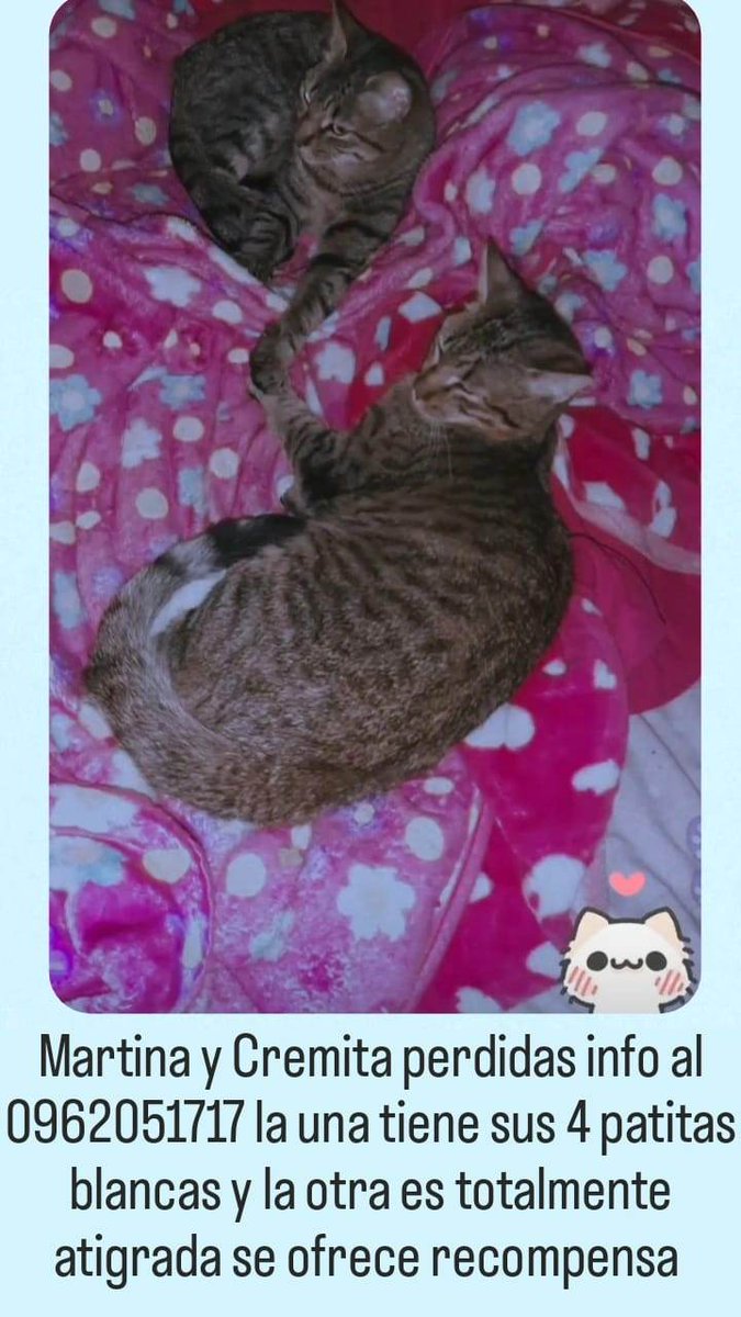 AlertaMePerdi's tweet photo. #PERDIDA #QUITO
Nombre: #MARTINA y #CREMITA
Fecha: 02/04/23
Sector: Sur, Mena 2.
Sexo: Hembras.
Raza: Mestizas.
Obsv.: Martina es atigrada y Cremita es atigrada con sus 4 patas blancas, están esterilizadas.
Contacto: 0962051717
SE OFRECE RECOMPENSA
#AlertaMePerdí https://t.co/nz2ICi6p3T