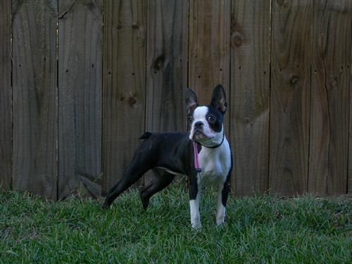 RandomDowg's tweet photo. Here's your Daily #Dog ! #Bulldogboston #randomdowg https://t.co/2rhNHyK6F8