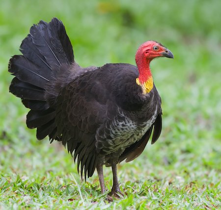 djdiglipur's tweet photo. Save #Megapodes #Nicobar Megapodes 🐦‍⬛

"Megapode Resort" 
one of the best resorts in Port Blair named on these terrestrial birds

↪️also known as incubator birds are super-precocial, hatching from their eggs in the most mature condition of any birds. https://t.co/6hwhWaqdsV