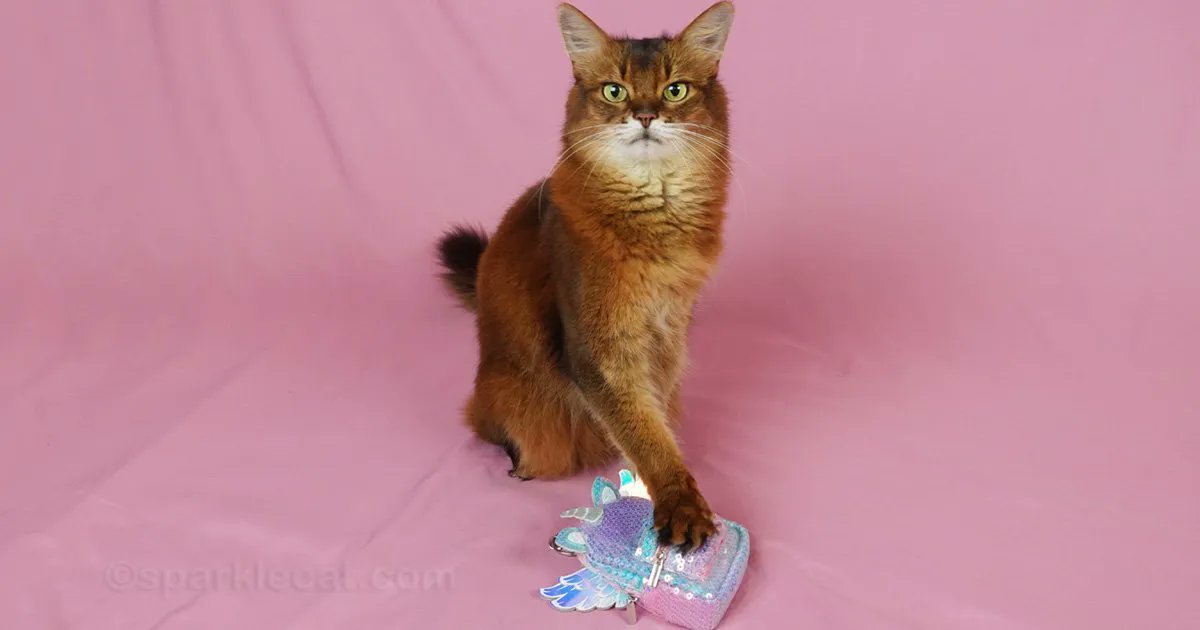 sparklecat's tweet photo. My human found me this sparkly unicorn backpack from CVS. Do you think I’m ready for unicorn school now? Find out in today’s blog post: https://t.co/8eGvxQ6WEk #unicorn #catsoftwitter #catcostumes https://t.co/eCVMYEHrLi