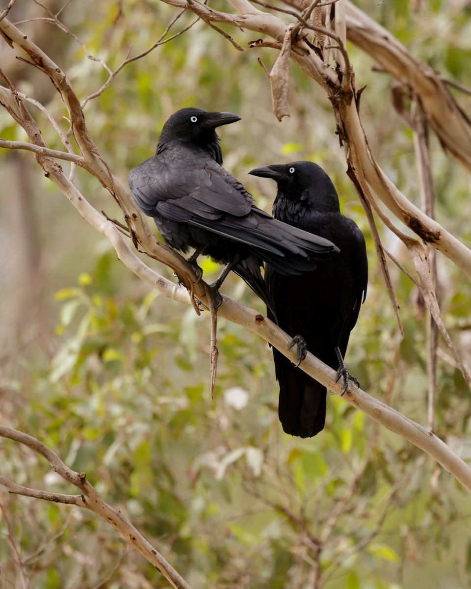 This is for all the #bird lovers 😉🦅 Look at these Aussie #ravens (Corvus coronoides) go! 📷: alissa_cook_photography.