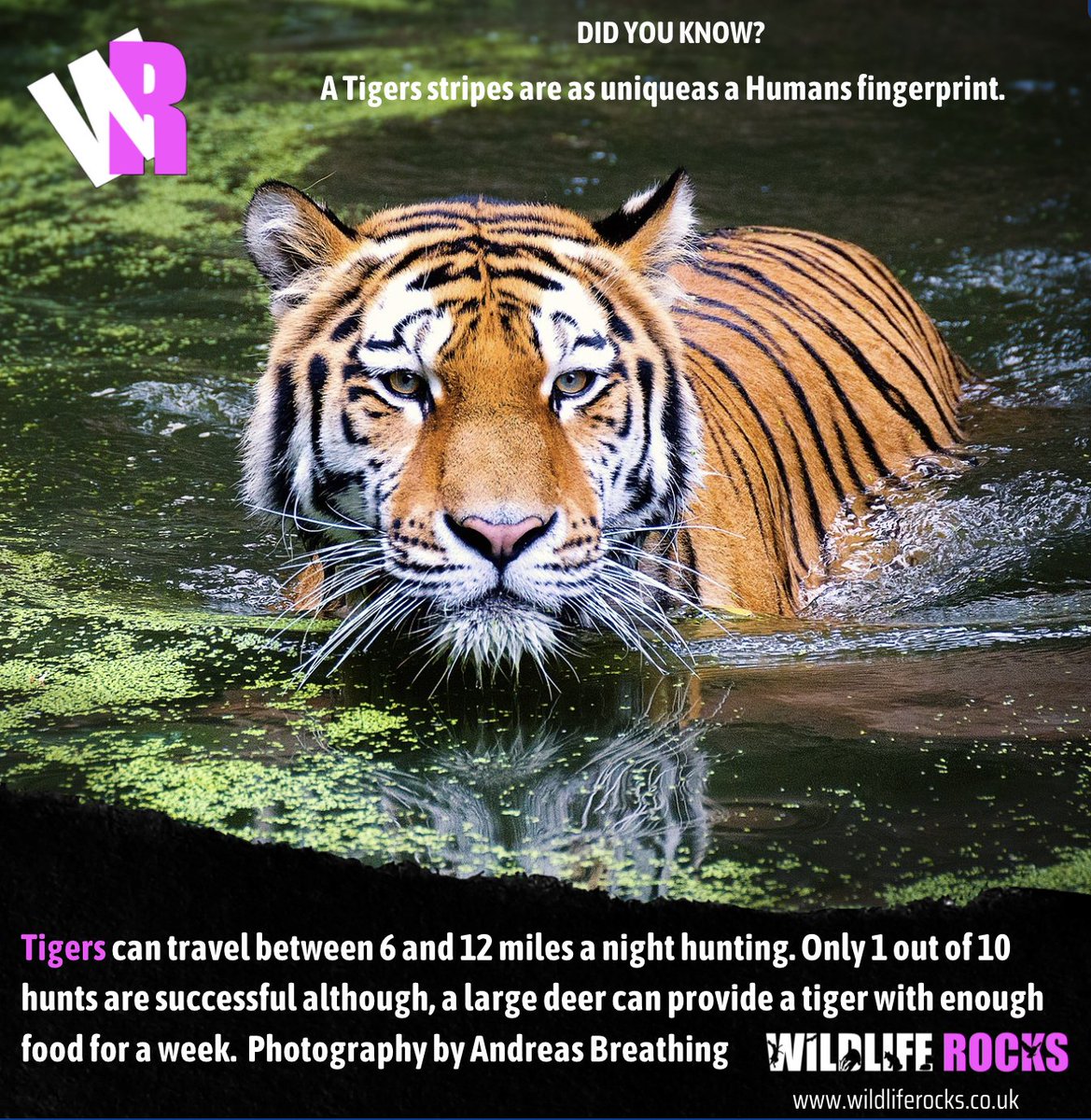 WildlifeRocksMe's tweet photo. Tigers can travel between 6 and 12 miles a night hunting. Only 1 out of 10 hunts is successful, although a large deer can provide a tiger with enough food for a week. 

#Wildliferocks  #wildlifefacts #wildlife https://t.co/tqiW0vYDbq