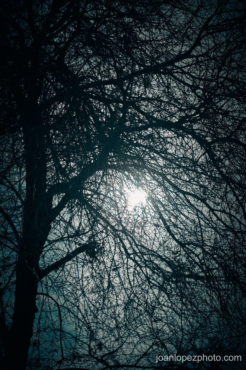 joanlopezphoto's tweet photo. #Sap torrent: tribute to #nature we are devastating

📸 Fujifilm X-T4

📷 Fujinon XF 16-55mm F2.8 R LM WR

#barcelona #city #trees #branches #trunks #treesap #enervations #sun #sunlight #vegetation #treetops #sky #street #streets #streetphotography #streetphotographer #urban #urbanphotography #photographer #photography #photooftheday #picoftheday #captureonepro #fujifilm #fujifilm_xseries #fujifilmxt4 #fujixt4 #xt4