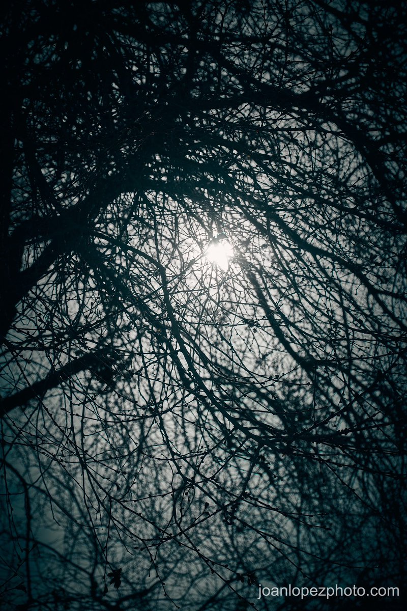 joanlopezphoto's tweet photo. #Sap torrent: tribute to #nature we are devastating

📸 Fujifilm X-T4

📷 Fujinon XF 16-55mm F2.8 R LM WR

#barcelona #city #trees #branches #trunks #treesap #enervations #sun #sunlight #vegetation #treetops #sky #street #streets #streetphotography #streetphotographer #urban #urbanphotography #photographer #photography #photooftheday #picoftheday #captureonepro #fujifilm #fujifilm_xseries #fujifilmxt4 #fujixt4 #xt4