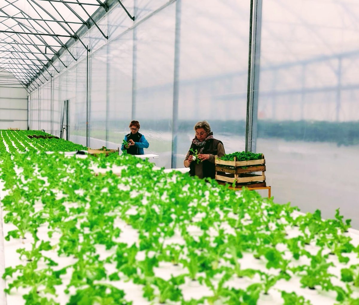 BiOPONi_fr's tweet photo. 🐟 🌿 Vous souhaitez vous former à  l'aquaponie professionnelle ? Inscrivez-vous dès maintenant à notre  formation du mercredi 17 au vendredi 19 mai dans la Drôme ! (contact@bioponi.fr)
Deux jours à Valence, et une journée avec visite de la ferme commerciale Carpe et Capucine🍓 https://t.co/kjUj37OQQ2
