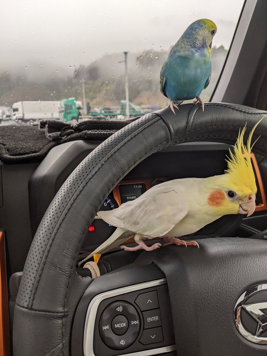 gem012433's tweet photo. @Searily_jp 
迷い鳥
オカメインコ白が迷子になりました。
東京都町田市小山町付近です。
拡散お願いします！
♯迷い鳥
♯オカメインコ https://t.co/fHt4ljzupX