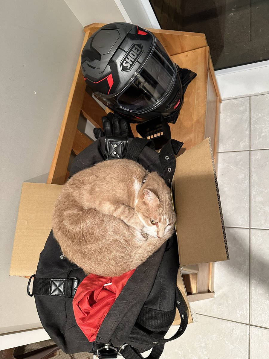 My boy found my bag again. Even when I put it somewhere different, he finds it to sleep on. #CatsOfTwitter