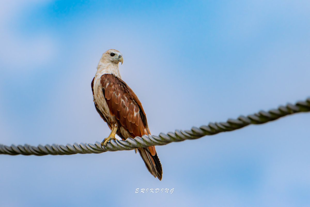 #BrahminyKite

#birds #birdwatching #bird #nature #birdphotography #birdsofinstagram #wildlife #naturephotography #birding #wildlifephotography #birdlovers #photography #naturelovers #birdstagram #birdlife #canon #animals #bestbirdshots #photooftheday #BBCWildlifePOTD