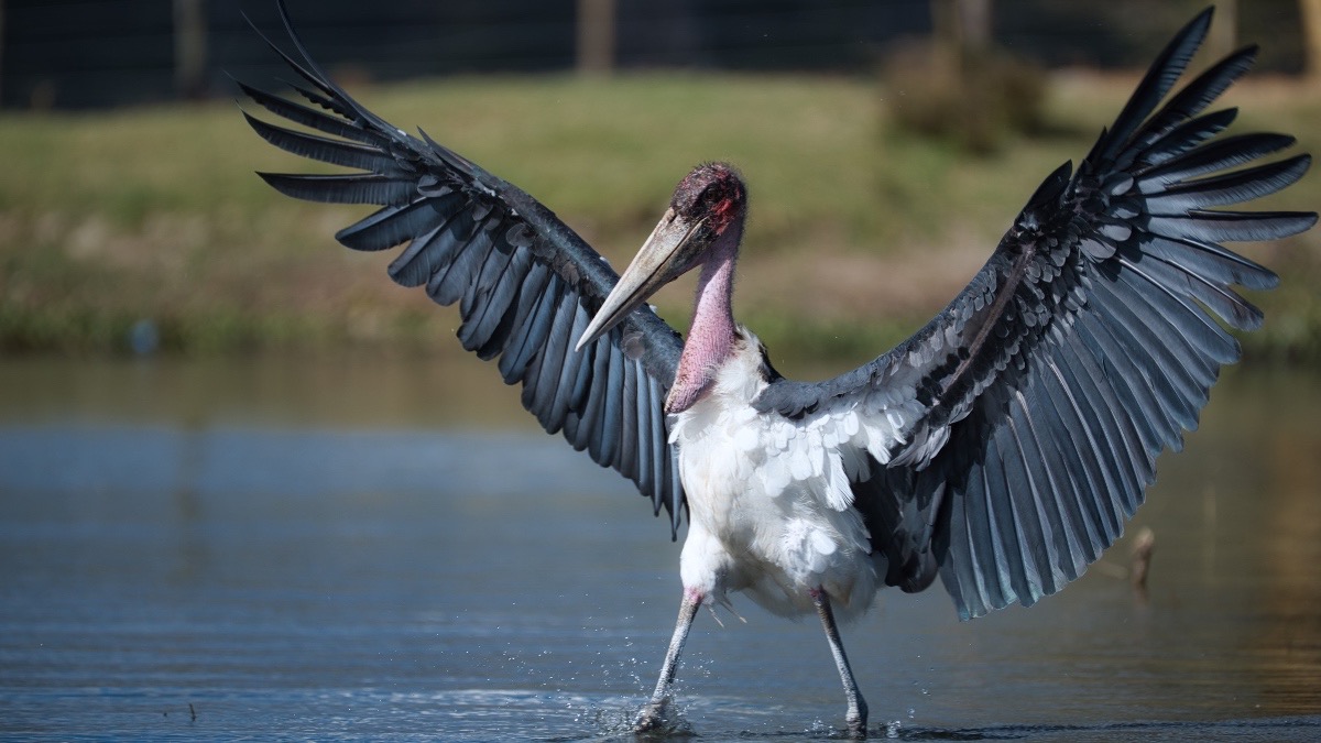 Did you know? 💡

Marabou Storks can swallow a full kilogram of food in one gulp!