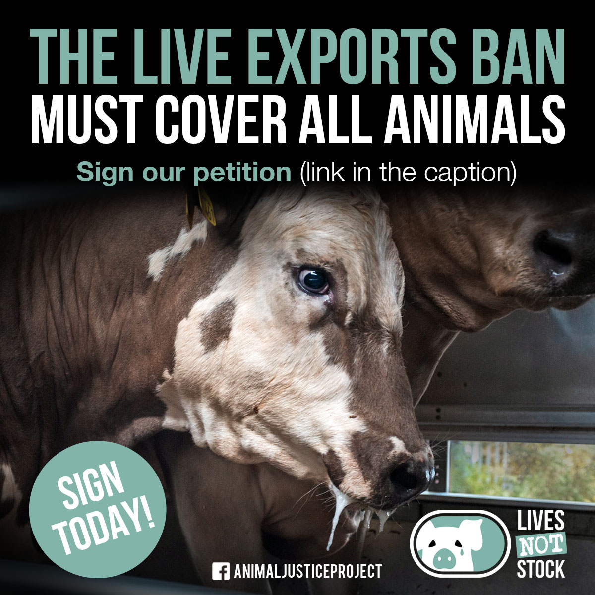 ajpReact's tweet photo. RISHI, DON'T BETRAY US! BAN LIVE EXPORTS.
No large animals used for breeding will be protected under the proposed live exports ban, &amp; no birds are protected.
Petition: https://t.co/OgVFDlwNsT

@Conservatives @RishiSunak 

#LivesNotStock #LiveExports #BanLiveExports #Vegan https://t.co/e06v1STkiz