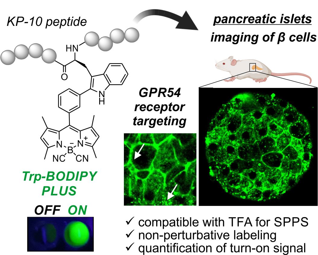 From now on, BODIPY amino acids are STABLE to TFA and can be used in SPPS to make peptide probes for imaging GPCRs in islets. Important @angew_chem led by Lorena Mendive-Tapia (her first as *) with great collaborators @DieNicole2 @daveyboyhod @ugent. onlinelibrary.wiley.com/doi/10.1002/an…