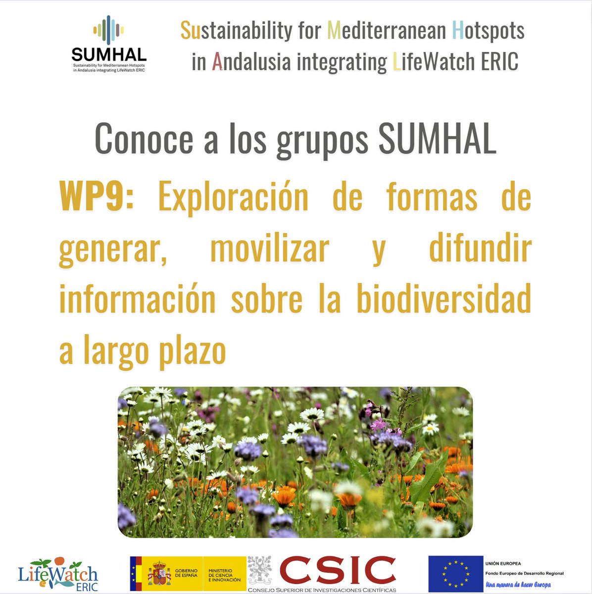SUMHAL_CSIC's tweet photo. Hoy finalizamos la presentación de los distintos paquetes de trabajo del #ProyectoLifeWatchERICSUMHAL 

Esta vez toca el #WP9

#divulgacionSUMHAL

@LifeWatchERIC @CSIC_VAACT @CSIC @CSICAndalExtrem @LifeWatchSpain @ebdonana #EEZA https://t.co/29fLpNiB3b