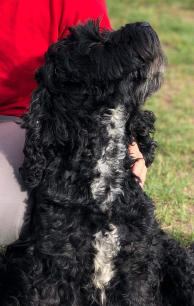 KarenFi51820768's tweet photo. Still missing 😭😭 please keep looking to #FindBramble #RT https://t.co/zFMApY6o6N