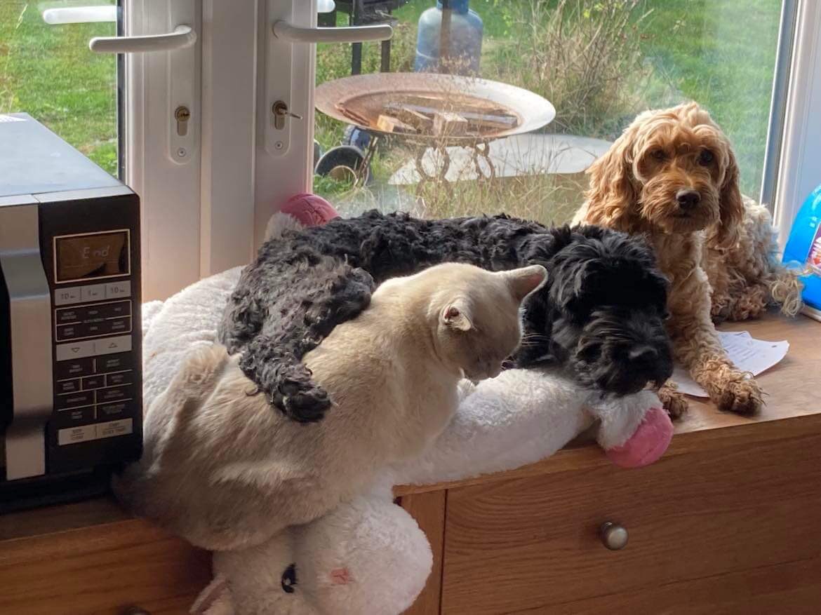 KarenFi51820768's tweet photo. Still missing 😭😭 please keep looking to #FindBramble #RT https://t.co/zFMApY6o6N