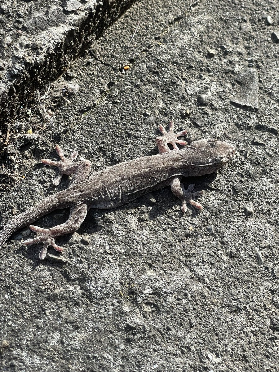 toshi416sing's tweet photo. 通る人みんな止まって反応するぐらいでかいトカゲいた🦎 https://t.co/ekyoRyDpbD