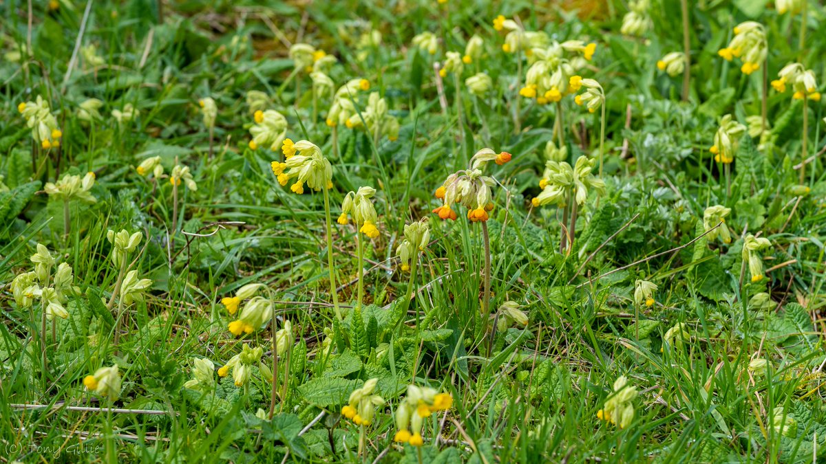 friendlyevalley's tweet photo. Spot the odd one out!
A hybridised orange Cowslip (Primula veris) in the Lye Valley this week. Clearly grown from a plant that was cross fertilised, possibly with a garden Primula or similar. Removed to protect the genetic integrity of the other plants. #GeneticContamination https://t.co/5fuzNNj7PH