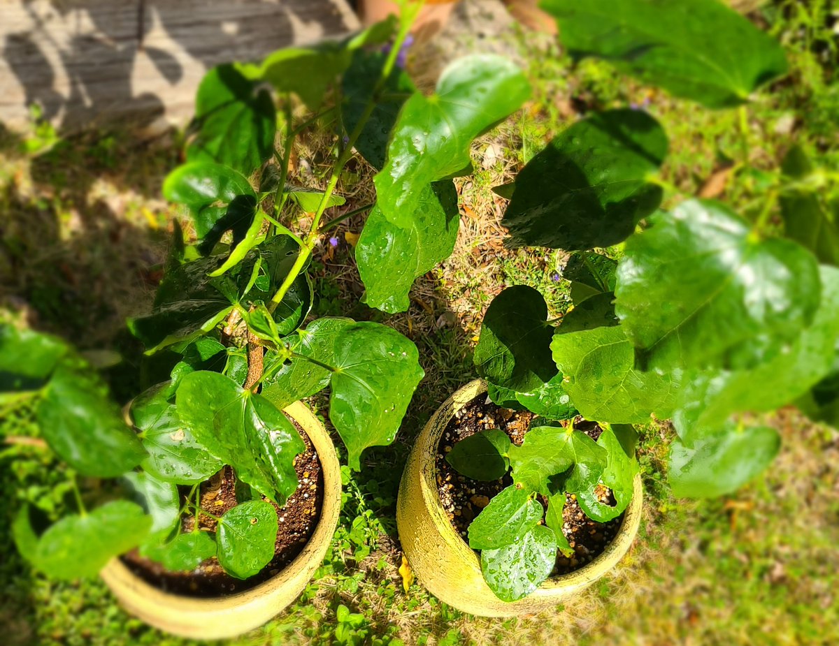 junny_anly_bump's tweet photo. 寄せ植え完了👩🌾
偶然にも1つはキク科ばかりの鉢に笑
ナデシコもかわいい💗
なかなか花芽がつかないトワイライトチーク🌺
根が張ってるのかも?と先走って掘り起こしてみたけど大丈夫だった💦
ひとつは植え替え、ひとつはそのまま
今年は花咲かせてね〜🙏
#イマハナ #FlowePower
#癒やし #Beautiful https://t.co/Iwa515RuGv