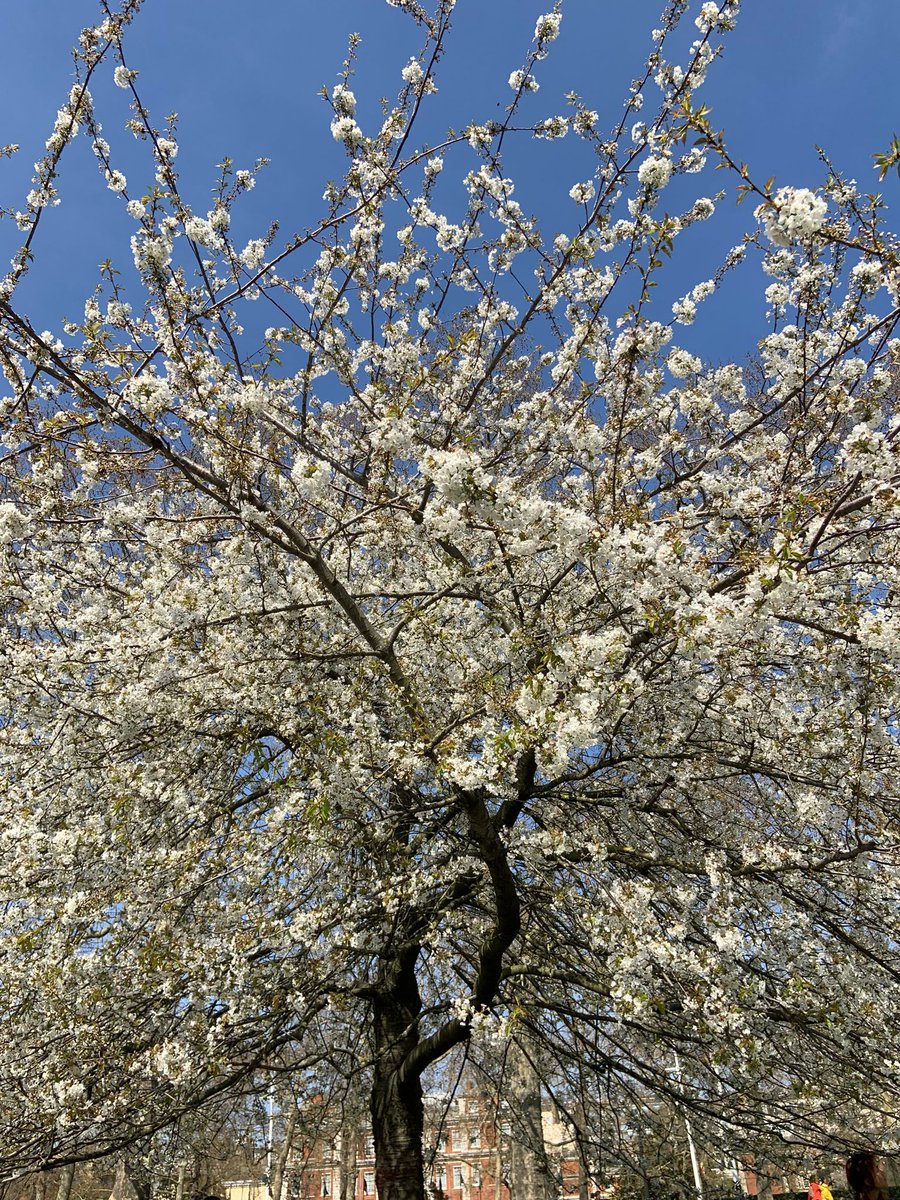 Beautiful spring blossom...
St James's Park. London. 💚 #spring #Blossom #London #londonparks #naturelover