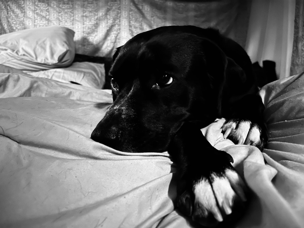 PhailingGimley's tweet photo. @Bonnaroovian This is RooDee named after the Bonnaroo bracelet he wouldn’t stop nibbling on when he found me lost at work. https://t.co/23fKfb8YtC