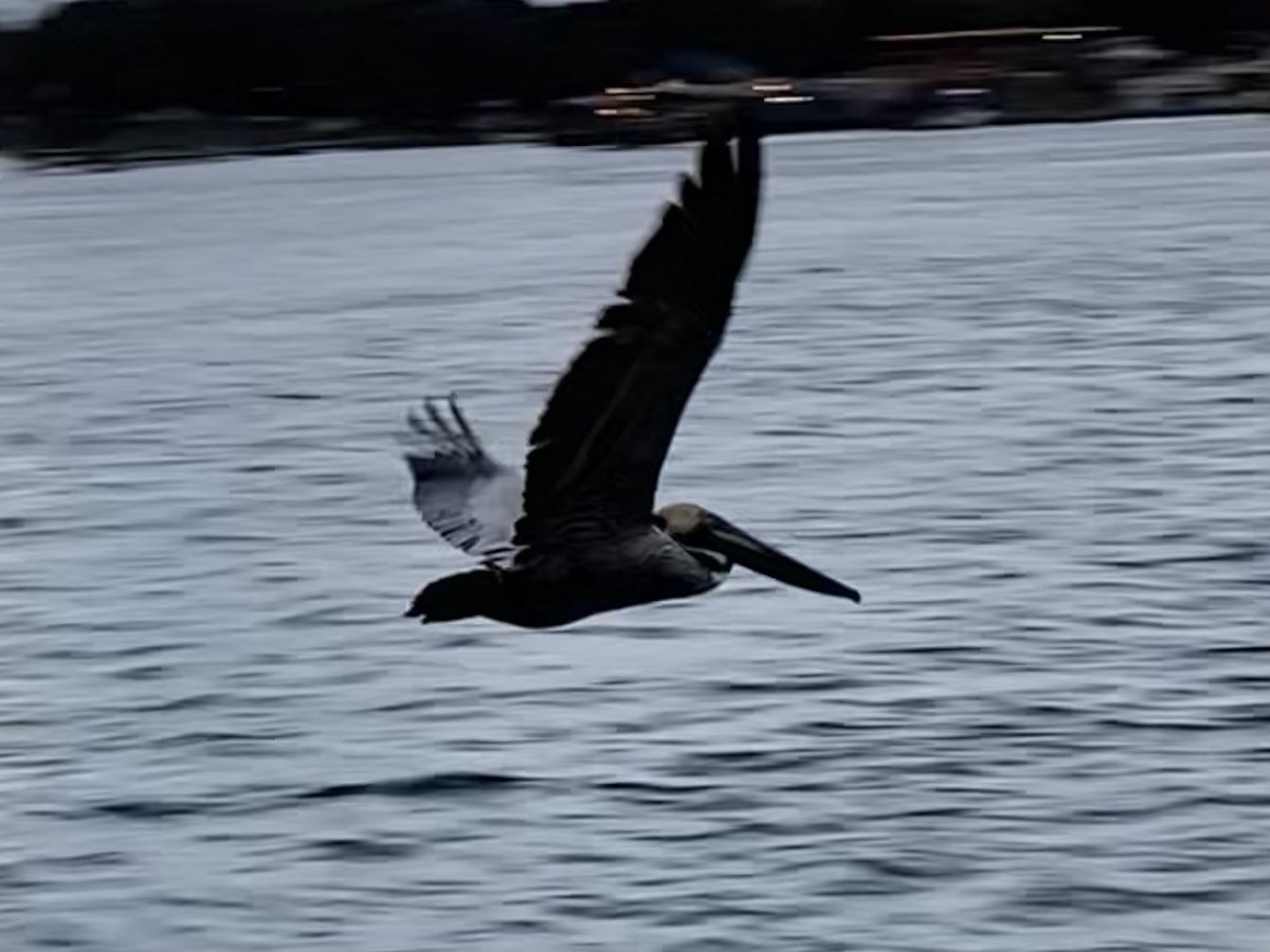 BabyBearLogan's tweet photo. @hankgreen I saw my first pelican last month :) https://t.co/KvjfX5C3nK