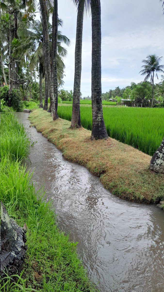 Catatan kecil buat pendatang di Bali, biar gak sok tau. 

Suatu sore di telabah (parit) sebelah rumah, tersumbat batang pohon. Saya ambil si batang, soalnya, 'ih kasihan jadi nyumbat air ke sawah.' 
Ternyata yang patut dikasihani adalah wawasan saya 😄

JADI TERNYATA...