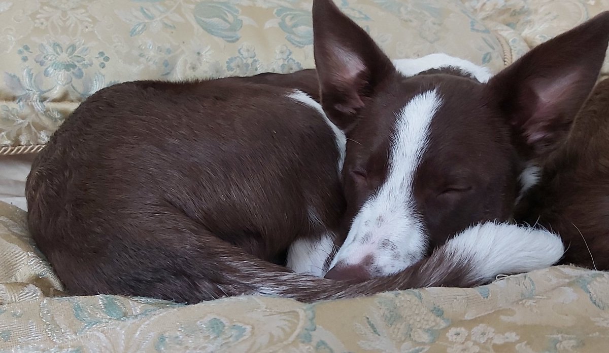 DevonCollieCrew's tweet photo. #Learning for today.......hoomans have very very comfy beds.......me comfy and like.... a lot 🥰🤣

#dogsoftwitter #puppydog #Puppies #thursdayvibes #bordercollie https://t.co/Ig3xdeUkKa