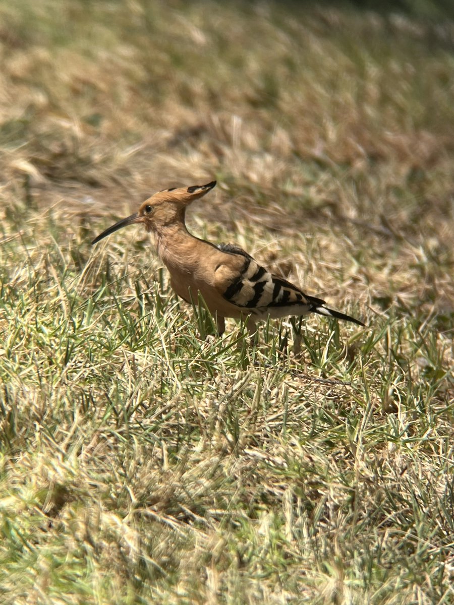 WIEZERIK's tweet photo. Thanks Tenerife! Canary Island Chiffchaff, Laurel and Bolle’s Pigeon, Spectacled Warbler, Blue Finch, Canary, Berthelot’s Pipit, Barbary Partridge, Cory’s Shearwater, Plain Swift, Tenerife Blue Tit and many other subspecies https://t.co/Q2J7slQyLq
