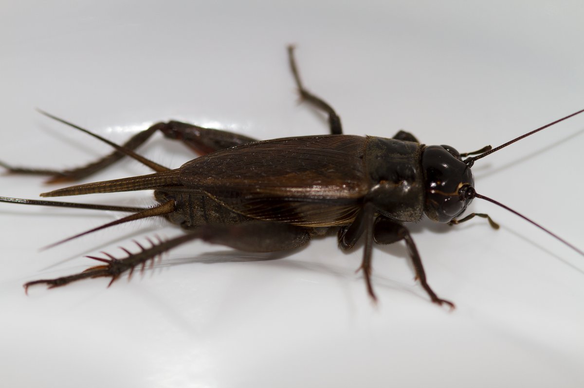 Very high numbers of the black field cricket have been reported in Victorian cropping regions 🌱🦗🦗
Here are 5 things to know about this native pest cesaraustralia.com/pestfacts/five…